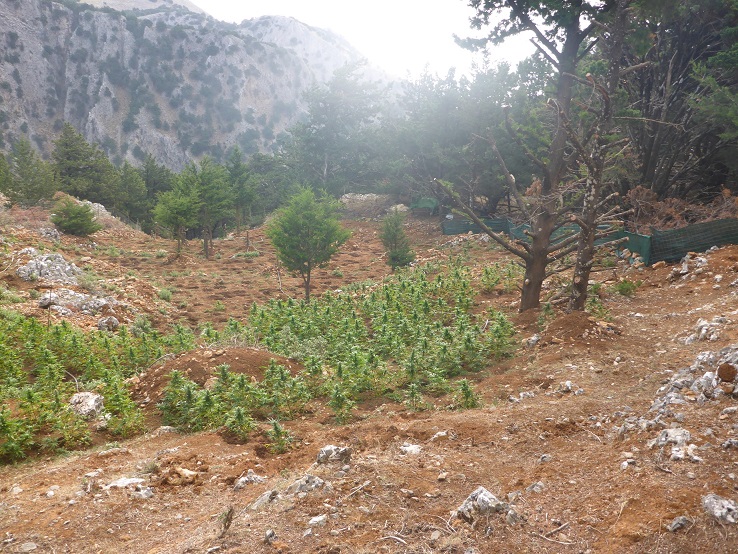 Εντοπίστηκε φυτεία δενδρυλλίων κάνναβης, στα Χανιά