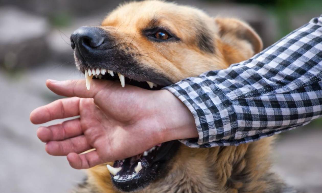 Κίνδυνοι που εγκυμονεί το δάγκωμα από σκύλο 