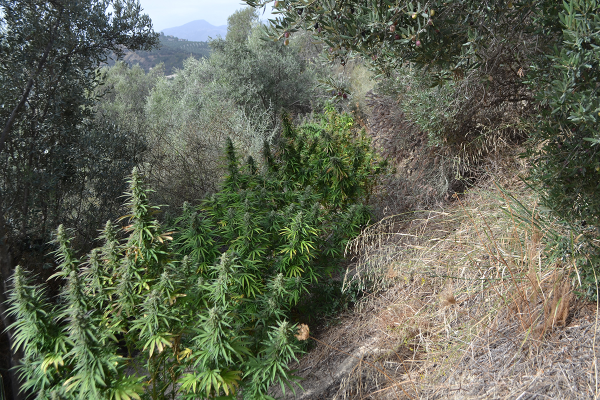 Εκριζώθηκαν και κατασχέθηκαν 159 δενδρύλλια κάνναβης σε ευρύτερη περιοχή του Δ. Ηρακλείου-Μια σύλληψη