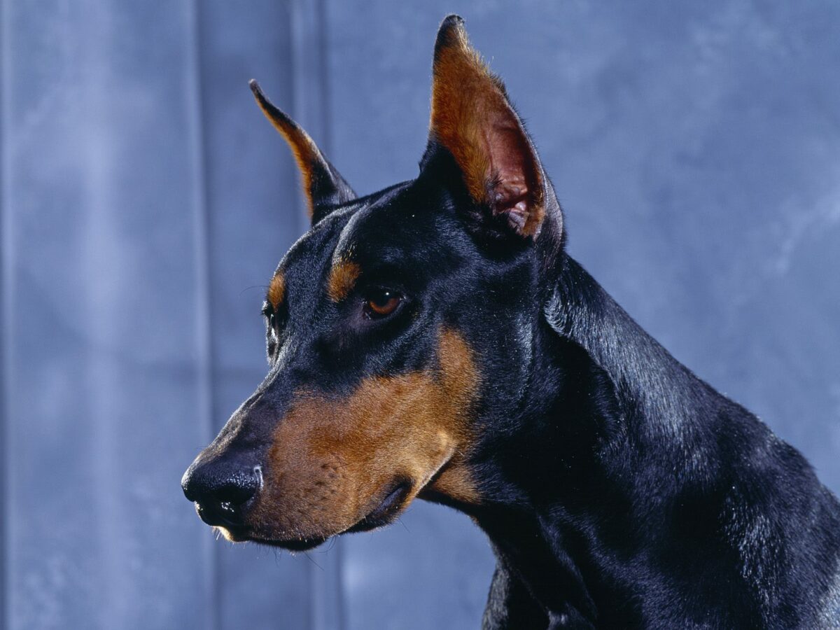 Ντόμπερμαν: Το σκυλί με την ιδιαίτερη ευφυία και την έμφυτη ικανότητα προστασίας