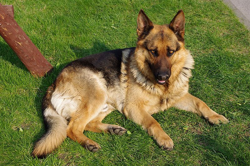 Γερμανικός ποιμενικός: Ο σκύλος-βοηθός της Αστυνομίας, παγκοσμίως  