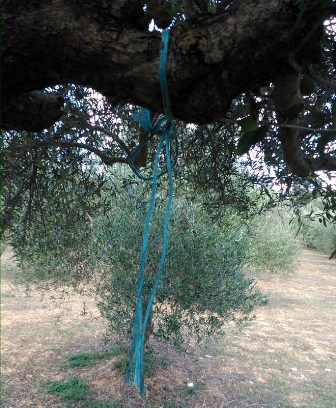 Σοκ στα Γιαννιτσά: Κυνηγοί βρήκαν 47χρονη κρεμασμένη σε δένδρο