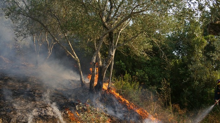 Σε εξέλιξη πυρκαγιά στη Χαλκιδική – Δεν απειλούνται κατοικημένες περιοχές