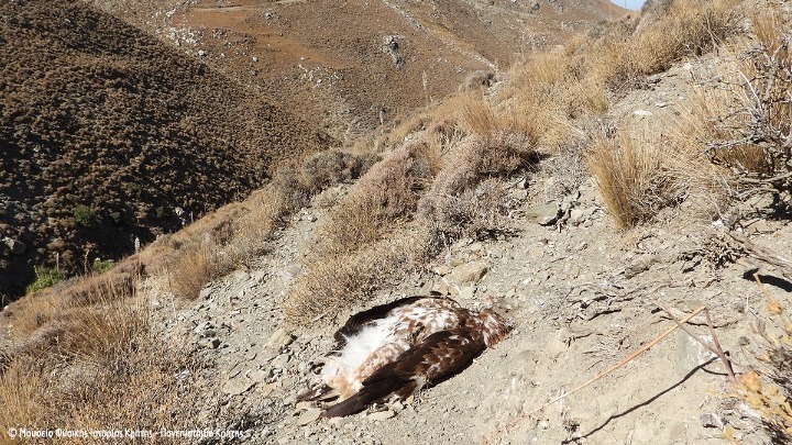 Περιβαλλοντικό έγκλημα στην Κρήτη: Χρυσαετός νεκρός από πυροβολισμό