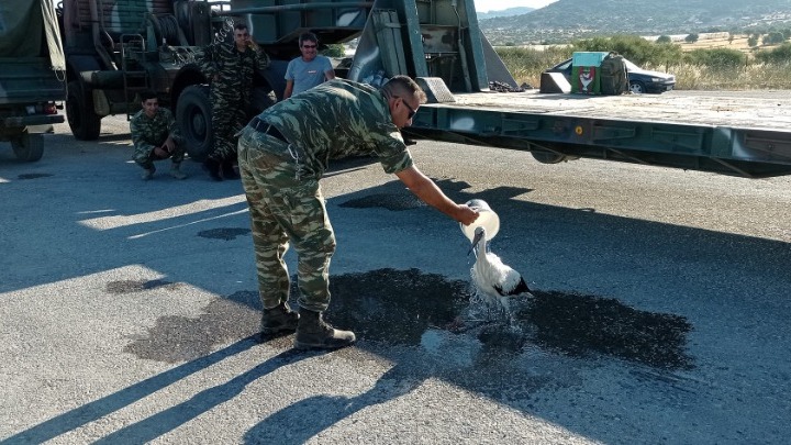 Μυτιλήνη: Στρατιωτικός διέσωσε πελαργό που είχε καεί στα πόδια από την πυρκαγιά