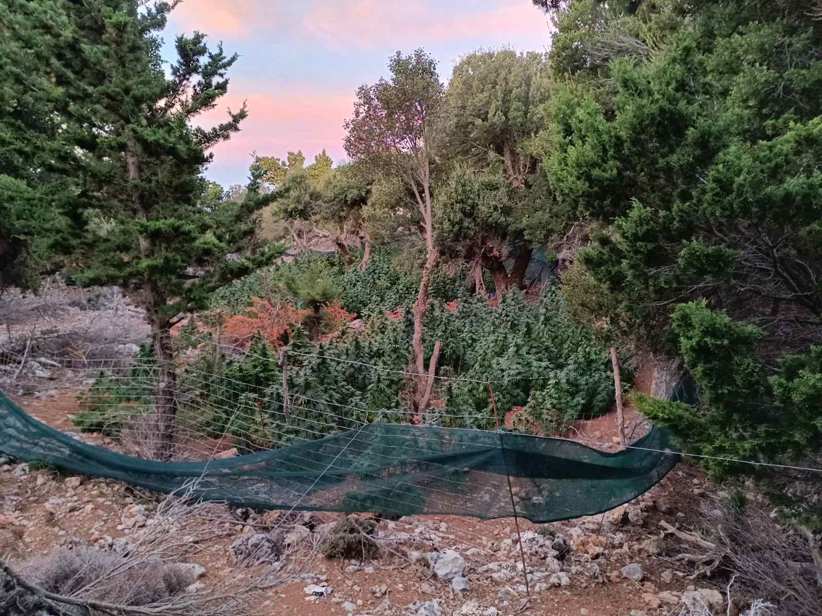 Εντοπίσθηκε φυτεία δενδρυλλίων κάνναβης με 227 δενδρύλλια στο Ηράκλειο