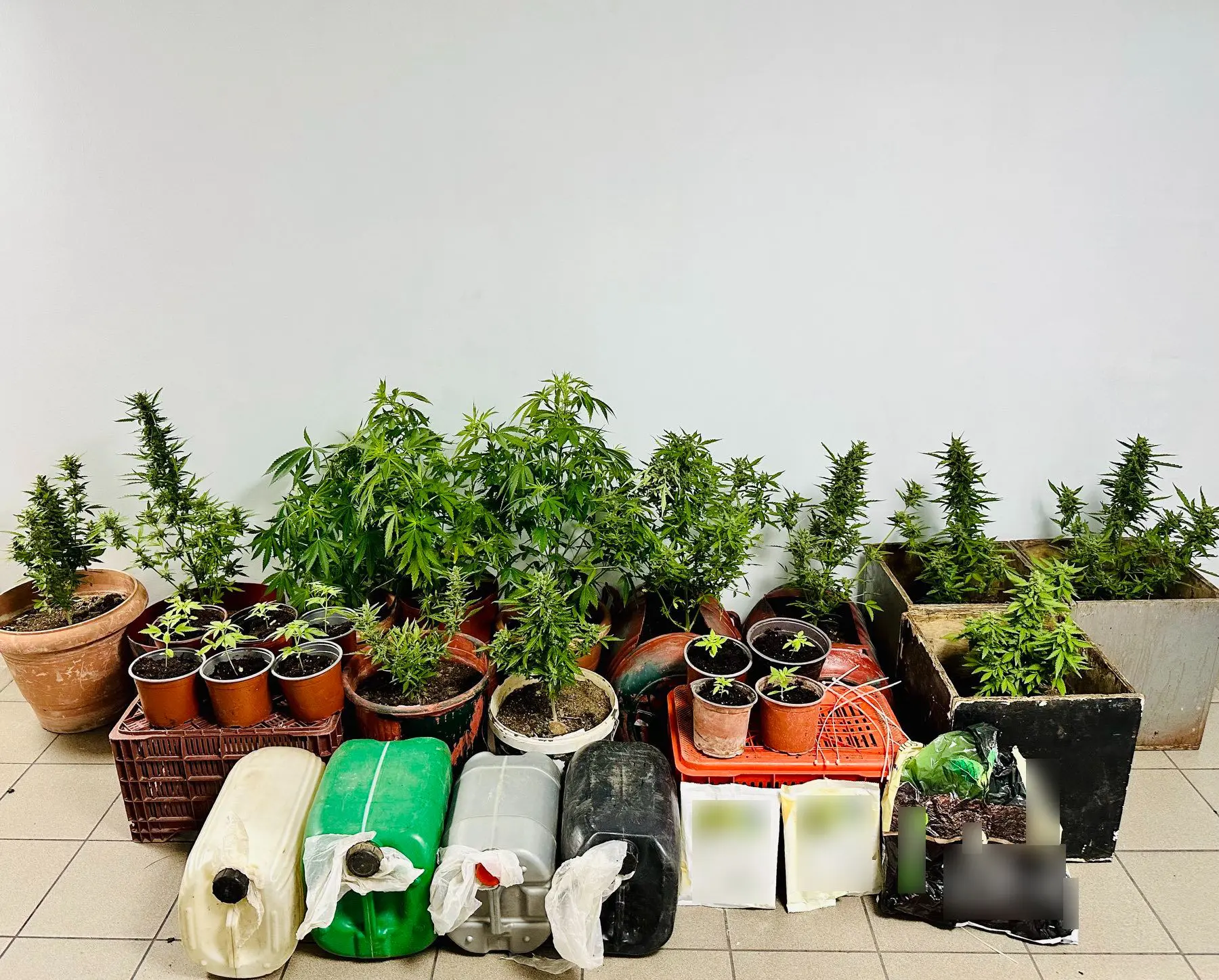 Άνδρας στη Λέσβο, καλλιεργούσε κάνναβη σε δύο δασώδεις τοποθεσίες (βίντεο)