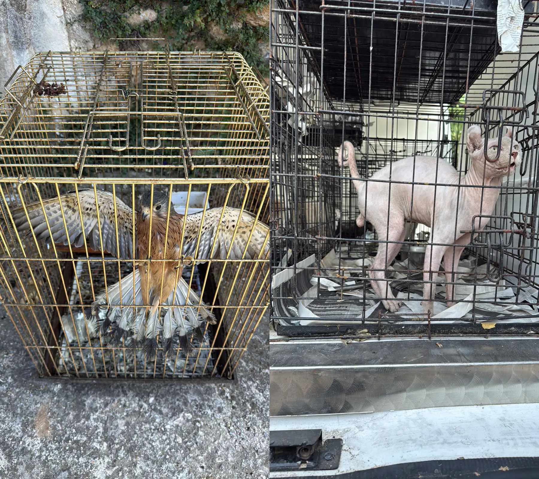 Δύο άτομα στην Αγία Παρασκευή, έκαναν παράνομο εμπόριο ζώων συντροφιάς (βίντεο)