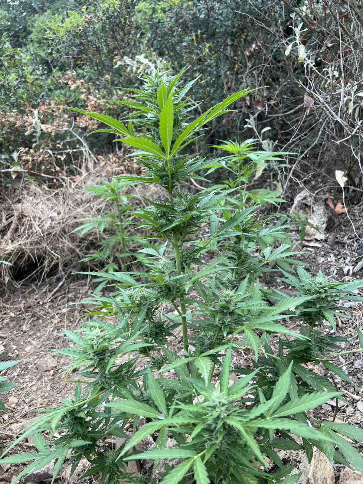 Εντοπίστηκε φυτεία δενδρυλλίων κάνναβης, στο Ρέθυμνο