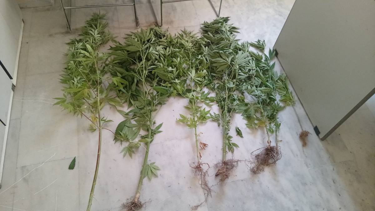 Χανιά: 50χρονος καλλιεργούσε δενδρύλλια κάνναβης στο σπίτι του