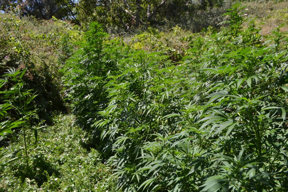 Ηράκλειο: Σύλληψη 44χρονου για καλλιέργεια δενδρυλλίων κάνναβης και παράβαση της Νομοθεσίας περί όπλων