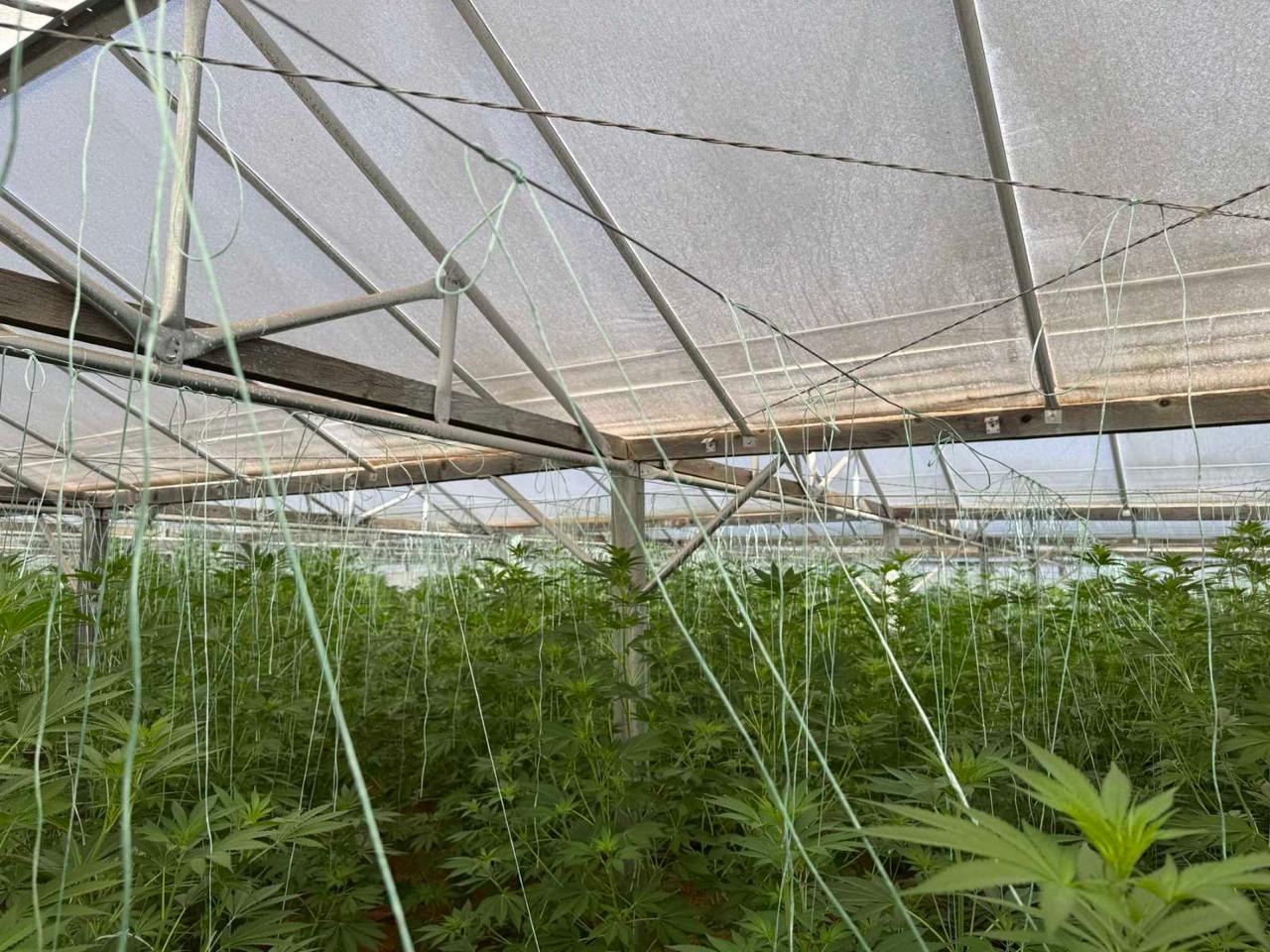 Εντοπίστηκε φυτεία με 640 δενδρύλλια κάνναβης, στα Χανιά