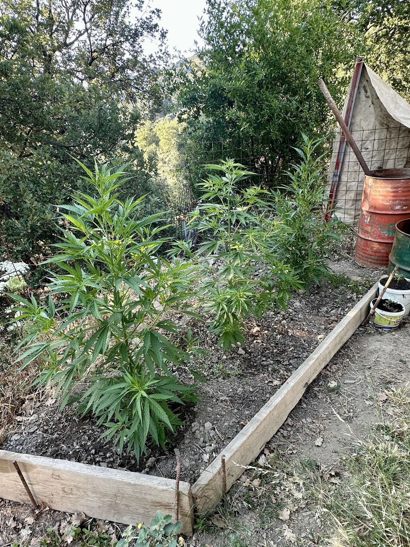 Ρέθυμνο: 60χρονος καλλιεργούσε στην αυλή του κάνναβη