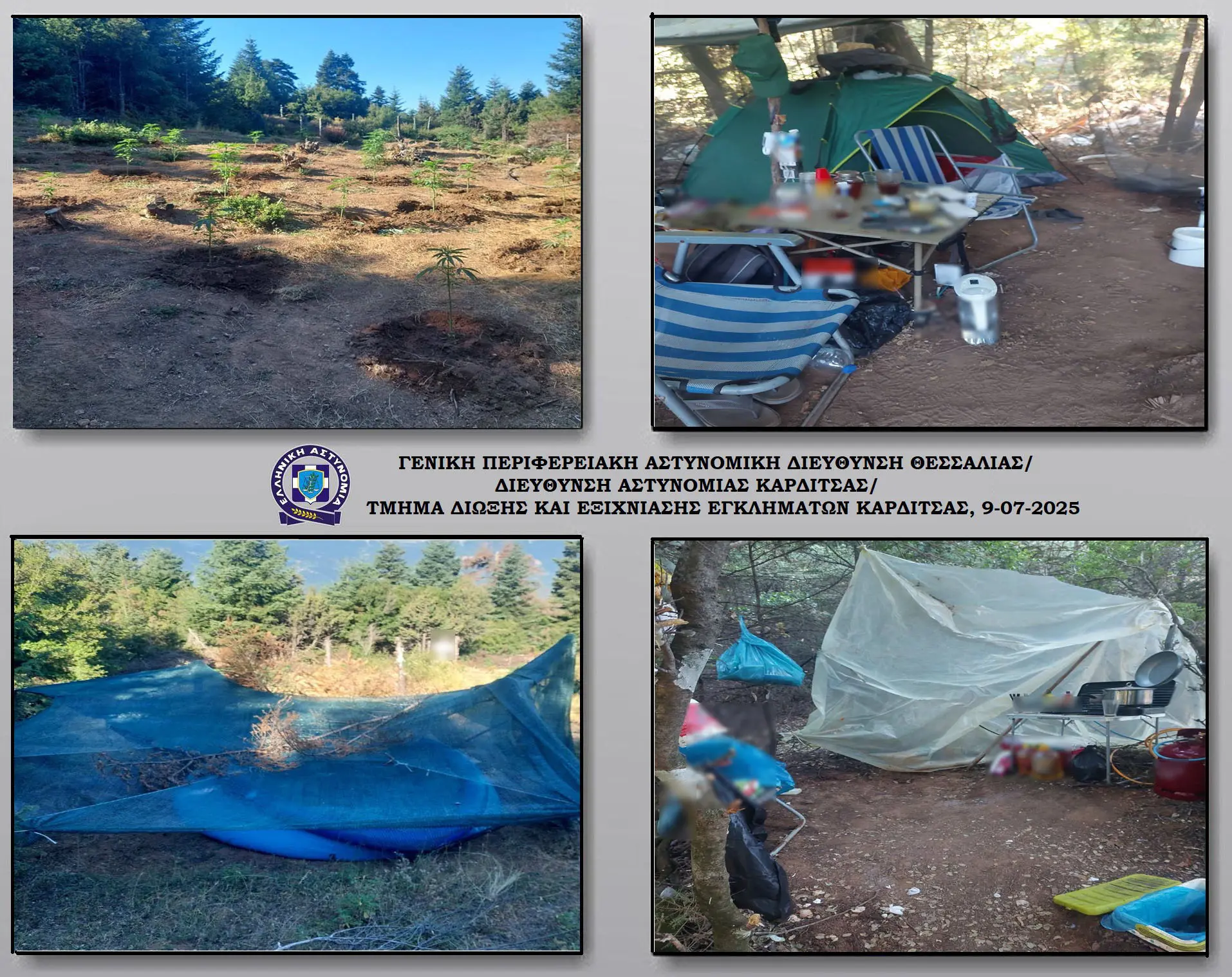 Εντοπίστηκε φυτεία δενδρυλλίων κάνναβης σε δασώδη δύσβατη περιοχή του νομού Καρδίτσας (βίντεο)