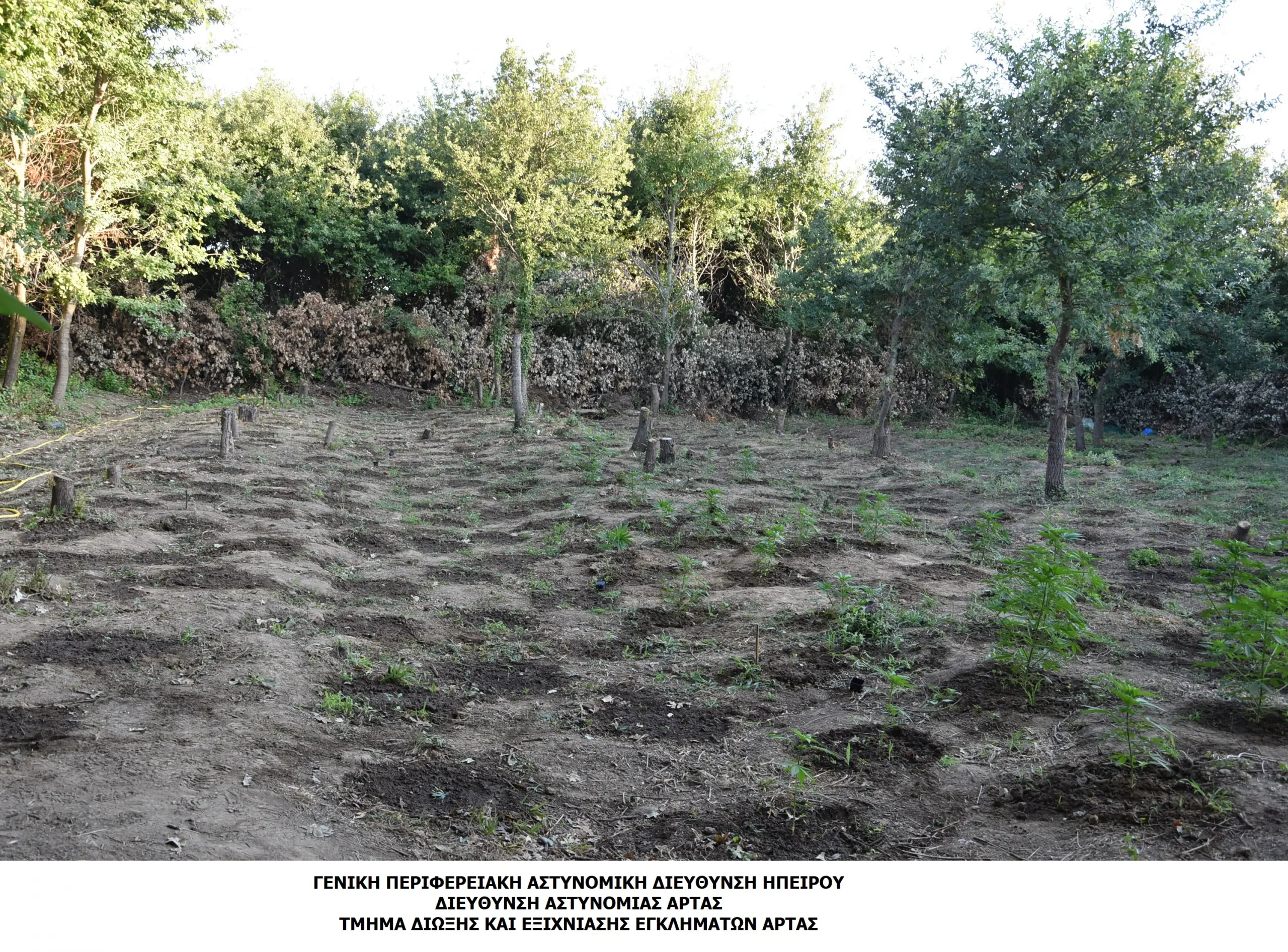 Τέσσερα άτομα καλλιεργούσαν ναρκωτικά σε αγροτική περιοχή της Άρτας