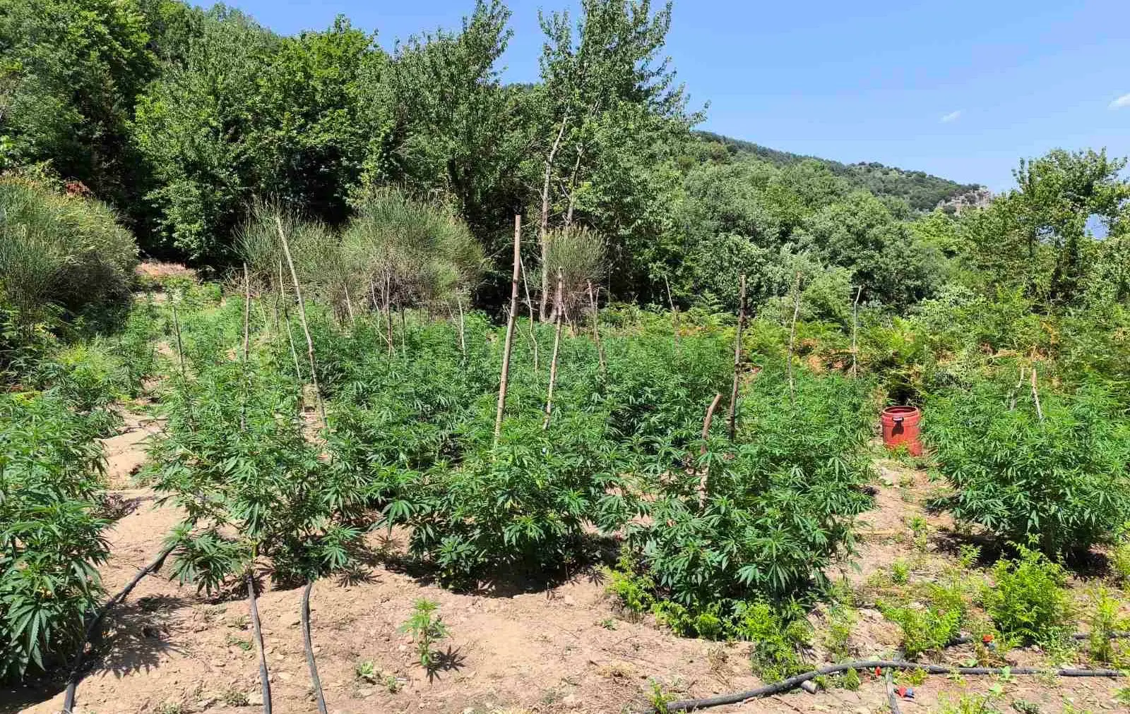 Φυτεία 1.828 δενδρυλλίων κάνναβης εντοπίσθηκε στη Λακωνία