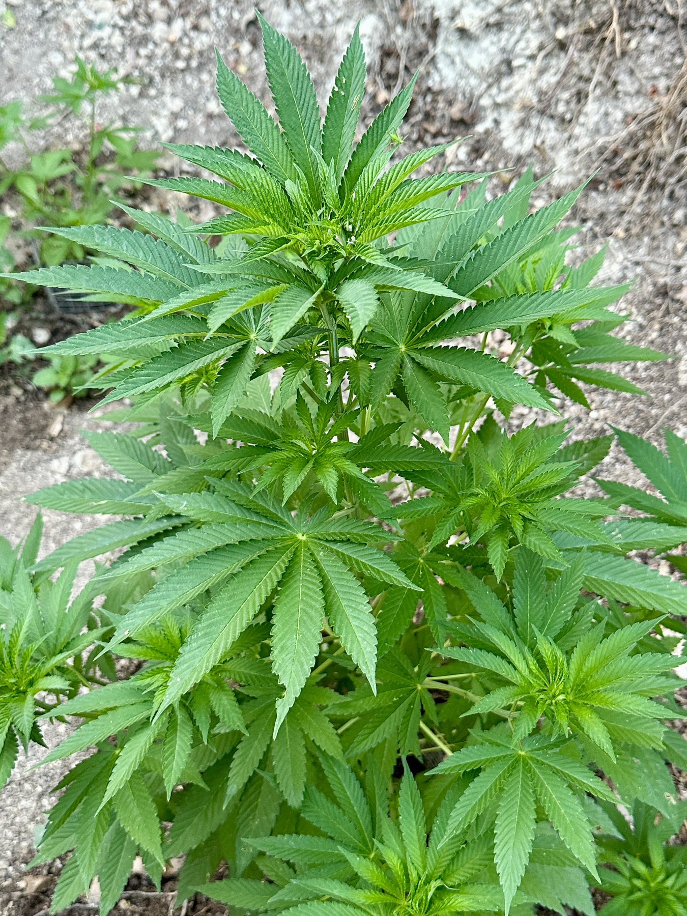 Εντοπίστηκαν 19 φυτείες δενδρυλλίων κάνναβης, στο Ρέθυμνο σε ειδικά διαμορφωμένους χώρους