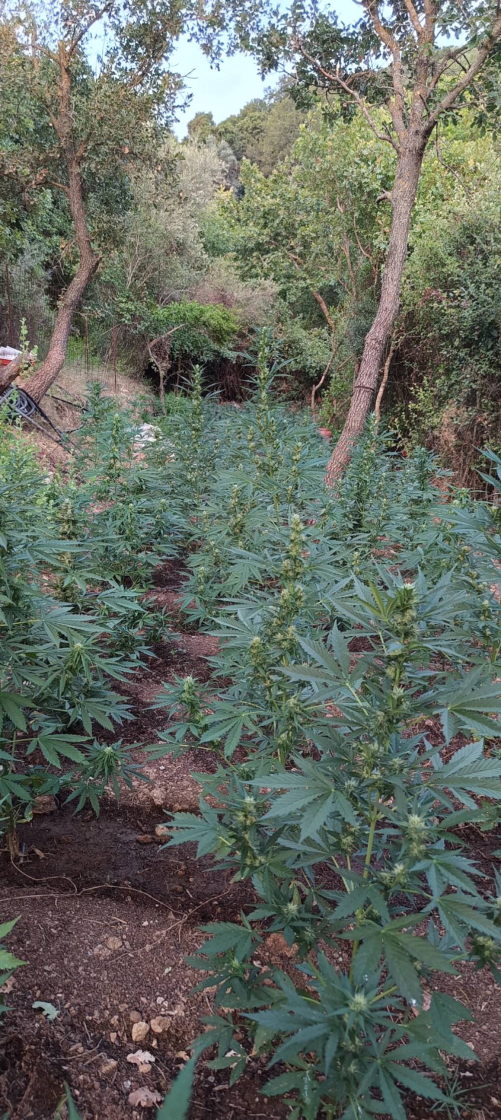 Ρέθυμνο: 2 άτομα καλλιεργούσαν επιμελώς 836 δενδρύλλια κάνναβης σε αγροτική τοποθεσία