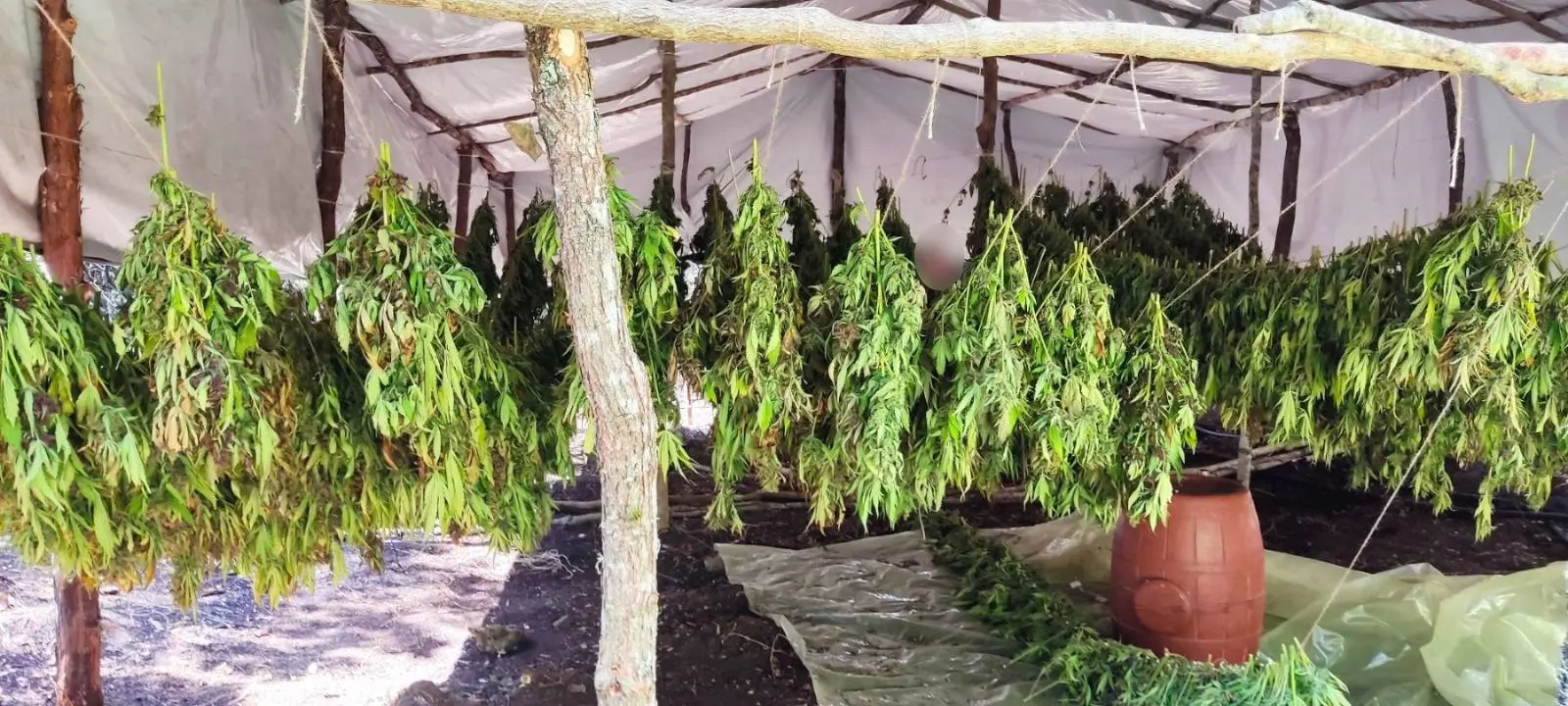 Εντοπίστηκε οργανωμένη φυτεία με χιλιάδες δενδρύλλια κάνναβης στην Αιτωλοακαρνανία – Θα αποκόμιζαν παράνομο περιουσιακό όφελος πάνω από 1.350.000  ευρώ