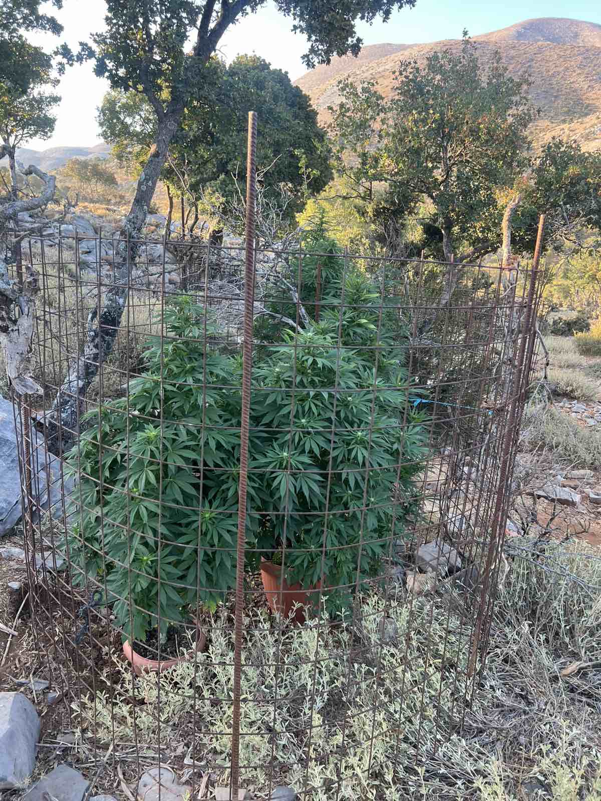 Εντοπίστηκαν εννέα φυτείες δενδρυλλίων κάνναβης σε ειδικά διαμορφωμένους χώρους, στο Ρέθυμνο