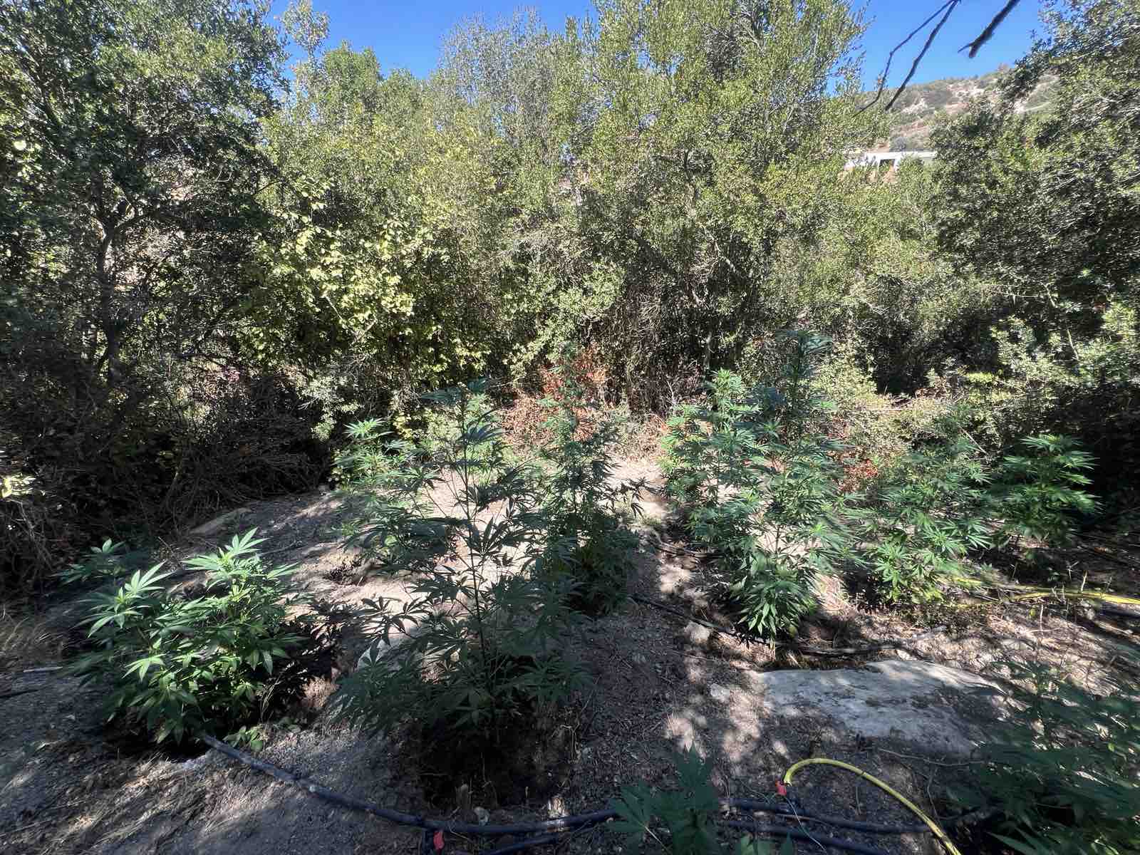 Δύο συλλήψεις για καλλιέργεια δενδρυλλίων κάνναβης στο Ρέθυμνο – Κατασχέθηκε πιστόλι με γεμιστήρα