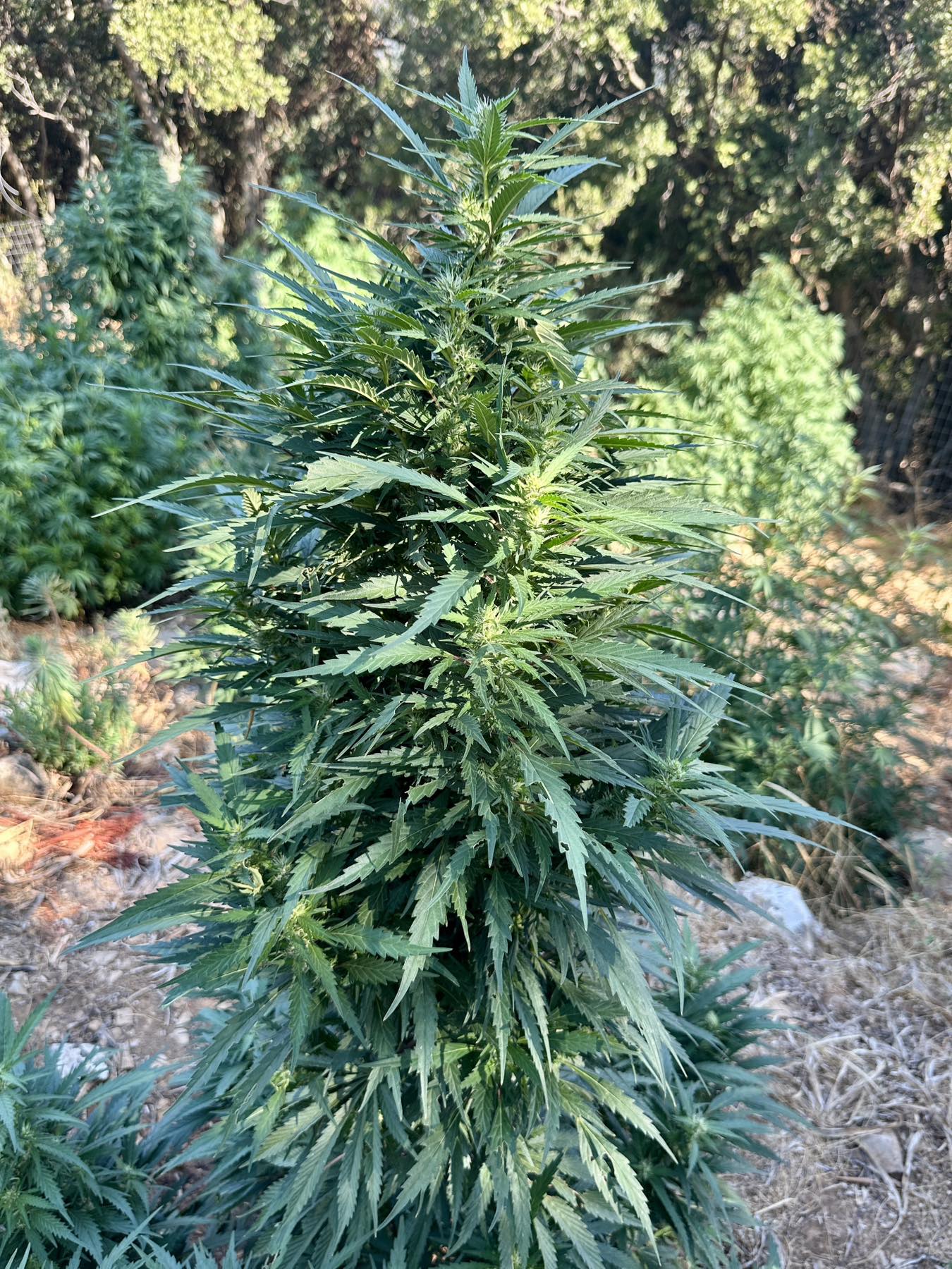 Ρέθυμνο: Άνδρας καλλιεργούσε κάνναβη και είχε χειροβομβίδες