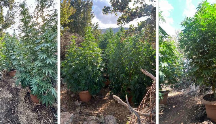 54χρονος καλλιεργούσε κάνναβη στο Ρέθυμνο – Δύο ακόμα εμπλεκόμενοι στην υπόθεση