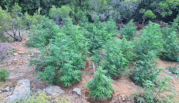 Χασισοφυτεία με 180 δενδρύλλια εντόπισαν οι Αρχές στην Κρήτη – Δύο συλλήψεις