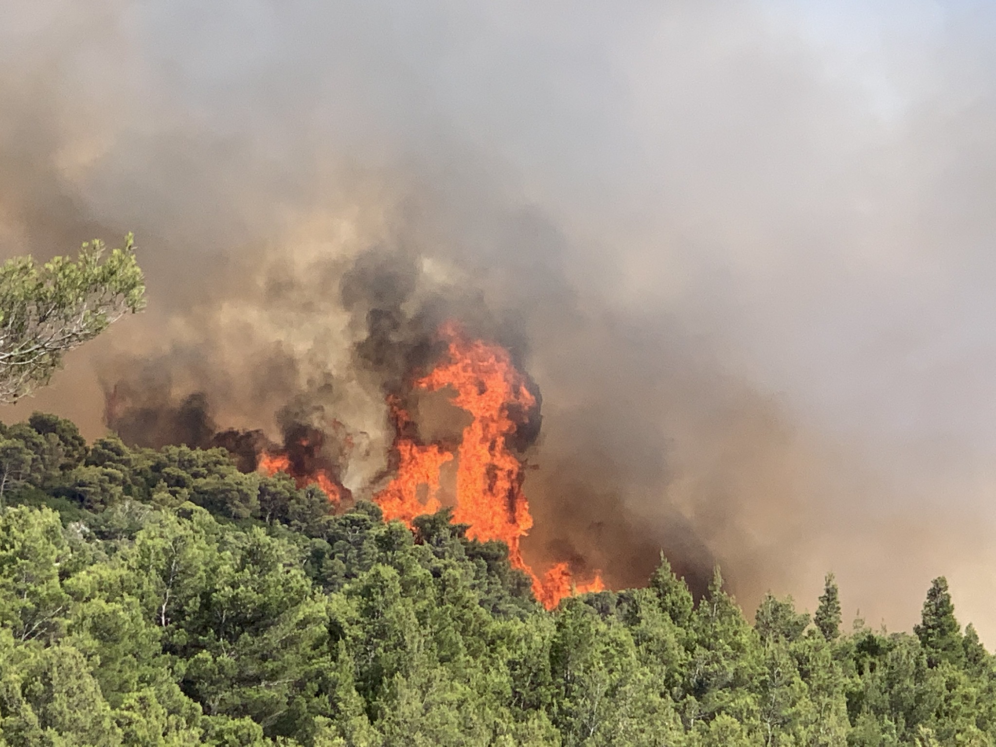 Απαγόρευση θήρας στη Χίο: Ανάσα ζωής για το καμένο νησί