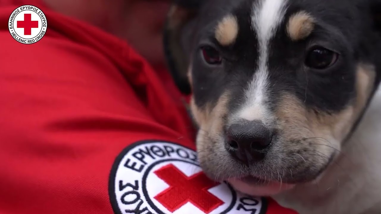 Ε.Ε.Σ.: Κοπέλα έσωσε το κατοικίδιό της ακολουθώντας τις οδηγίες που είχε διδαχθεί στο πρόγραμμα «Πρώτες Βοήθειες για σκύλους»