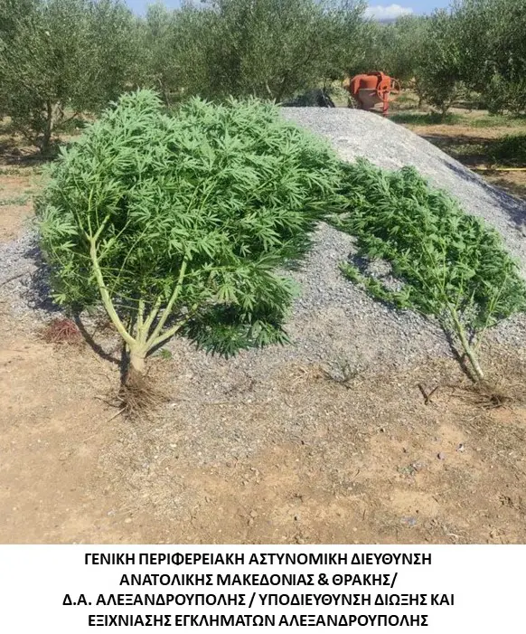 12 συλλήψεις για ναρκωτικά, σε περιοχές της Ανατολικής Μακεδονίας και Θράκης