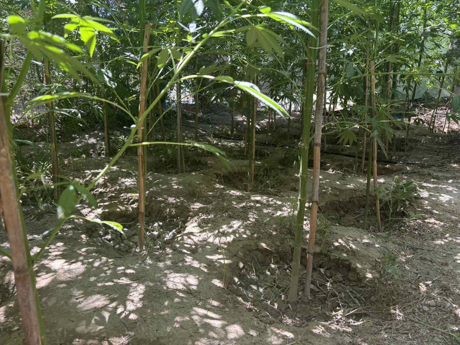 Σύλληψη 49χρονου για καλλιέργεια δενδρυλλίων κάνναβης στο Ηράκλειο