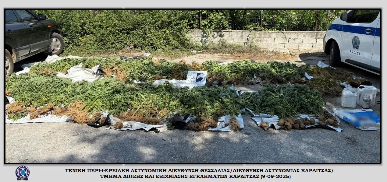 Εντοπίστηκε φυτεία δενδρυλλίων κάνναβης σε ορεινή και δύσβατη περιοχή της Καρδίτσας