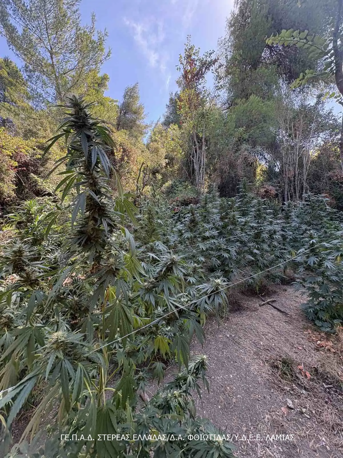 Φυτεία με 23 δενδρύλλια κάνναβης, ύψους έως 3,4 μέτρων, εντοπίστηκε σε αγροτική – δασική περιοχή της Φθιώτιδας