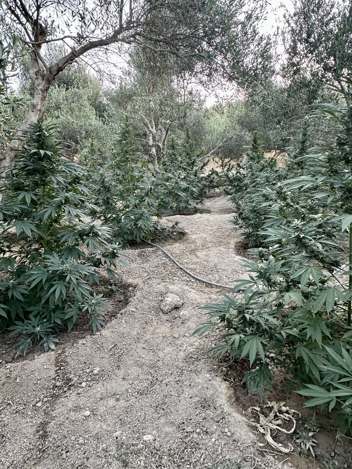 Δύο συλλήψεις για καλλιέργεια δενδρυλλίων κάνναβης, στο Ρέθυμνο