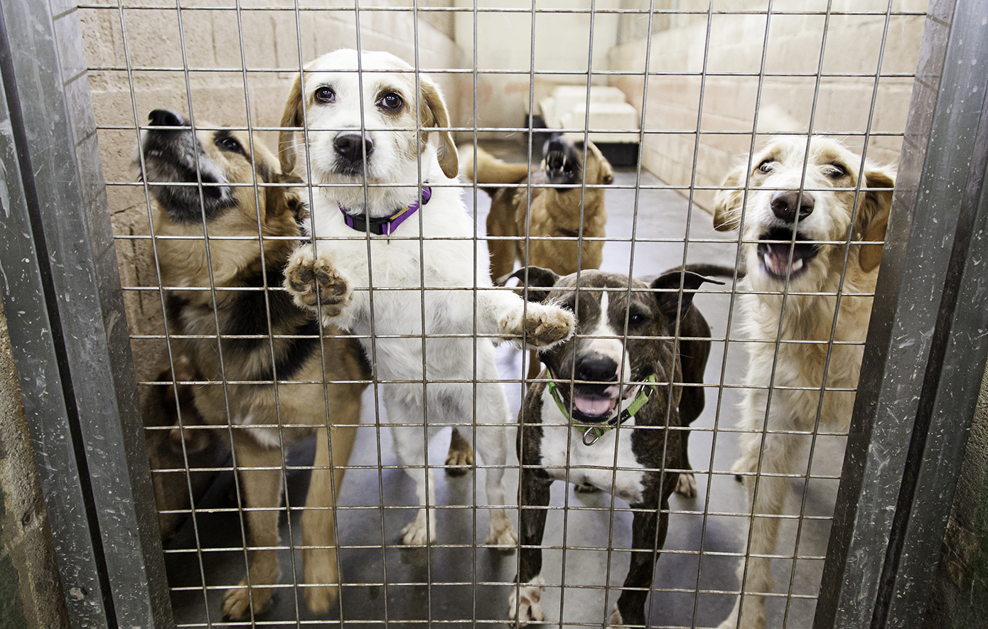 Φυλάκιση, με αναστολή, στον 47χρονο που είχε αλυσοδεμένα 14 σκυλιά