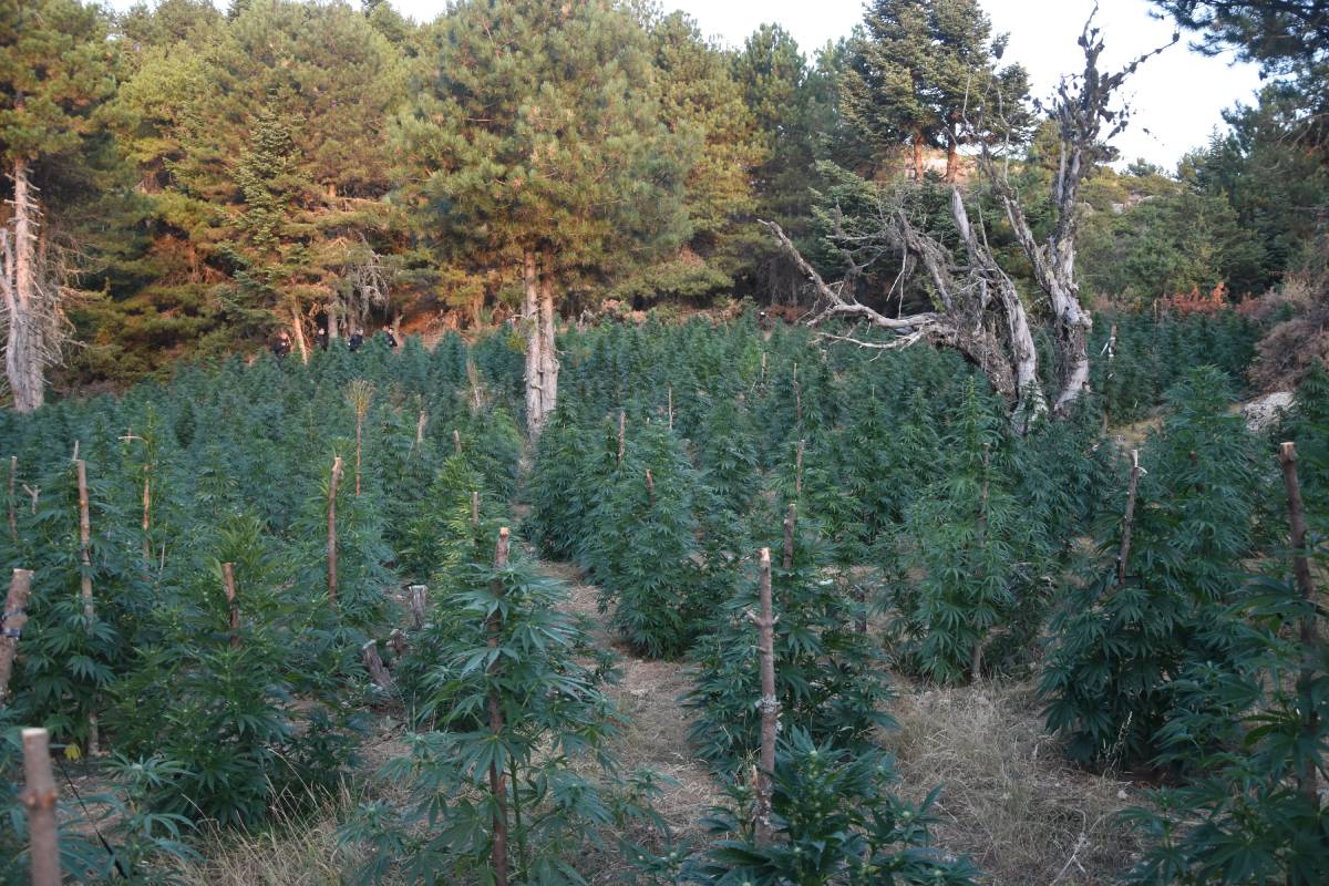 Φυτεία 2.002 δενδρυλλίων κάνναβης εντοπίσθηκε στην Κορινθία