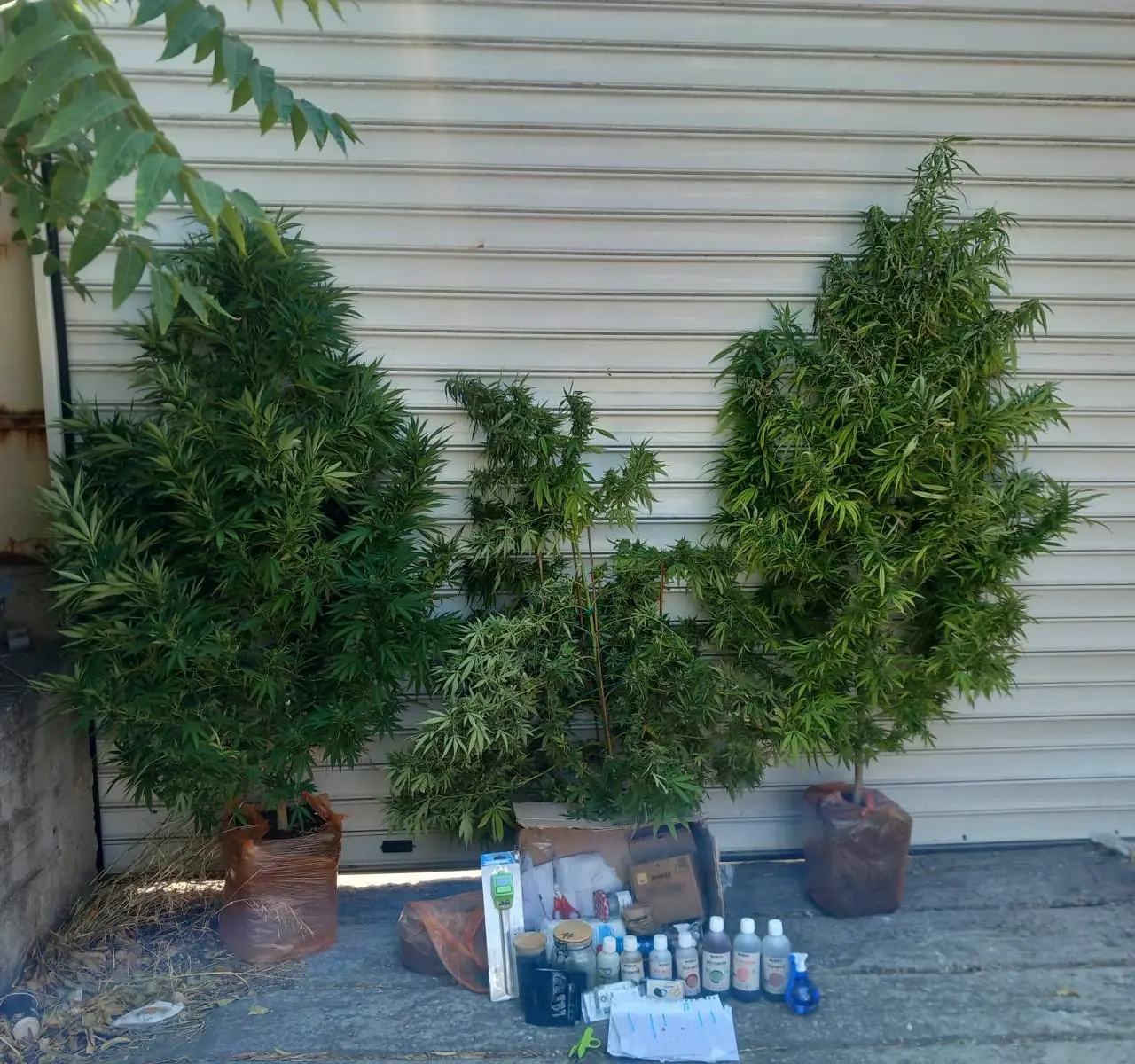 60χρονος καλλιεργούσε δενδρύλλια κάνναβης στο σπίτι του στη Δραπετσώνα