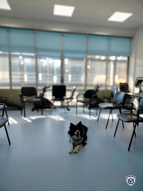 Δράση Διεπιστημονικής Ομάδας Παρέμβασης με τη Βοήθεια Σκύλου «Μελάμπους» του ΓΕΑ/ΔΥΓ