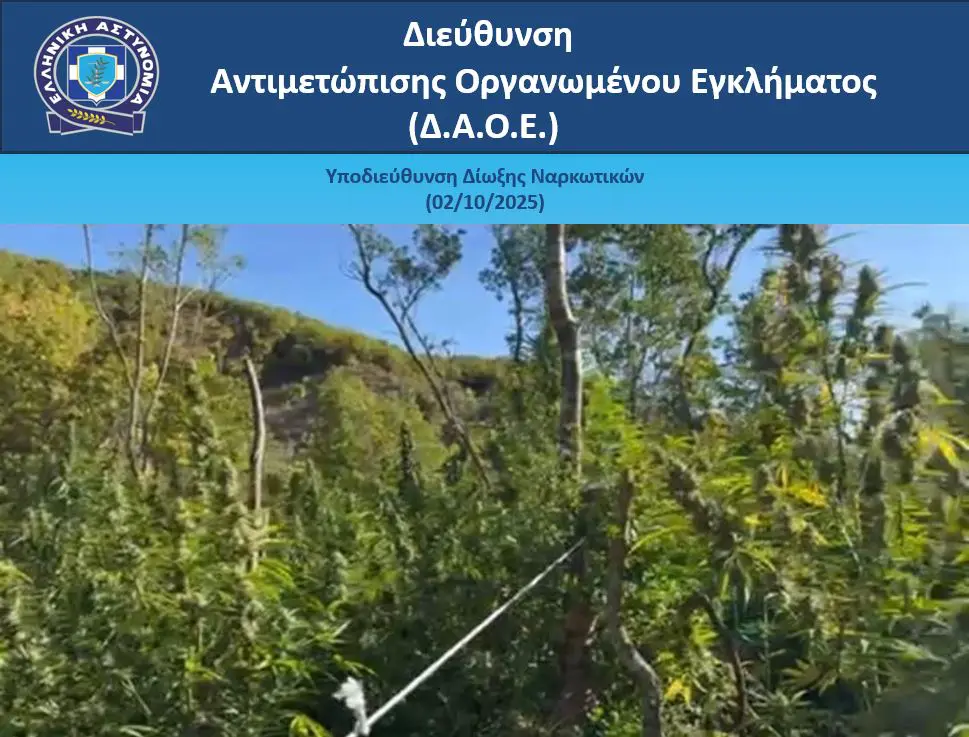 Από την Υπ/νση Δίωξης Ναρκωτικών της Δ.Α.Ο.Ε. εντοπίσθηκαν 1.650 δενδρύλλια κάνναβης σε δασώδη περιοχή των Ιωαννίνων