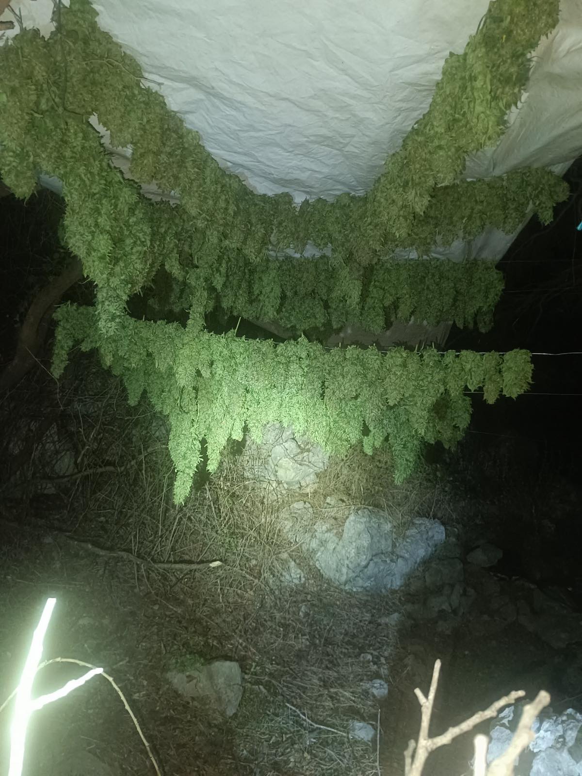 Δήμος Μαλεβιζίου: 57χρονος καλλιεργούσε δενδρύλλια κάνναβης