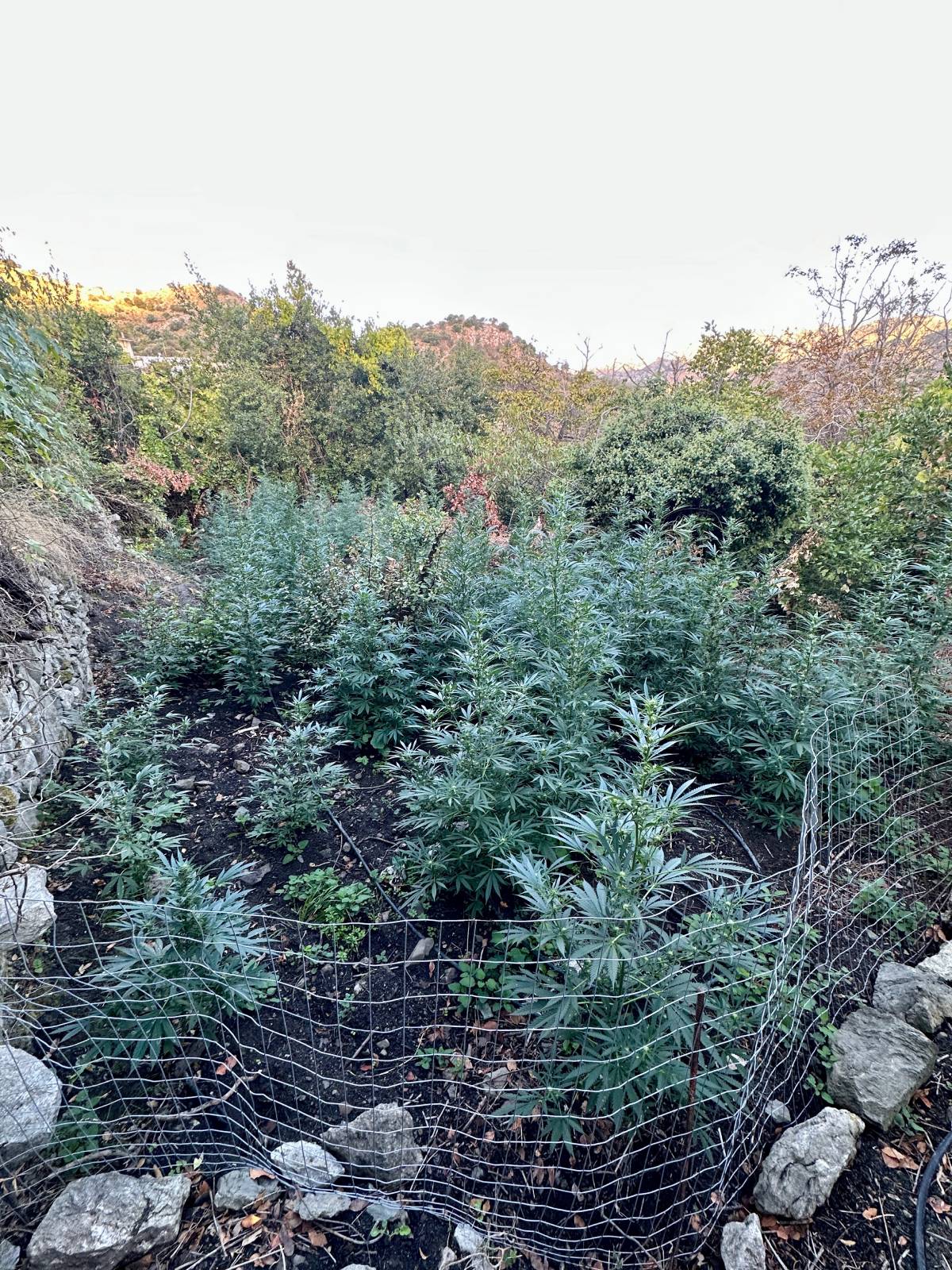 Φυτεία δενδρυλλίων κάνναβης σε ειδικά διαμορφωμένο χώρο στο Ρέθυμνο – Εκριζώθηκαν 80 δενδρύλλια