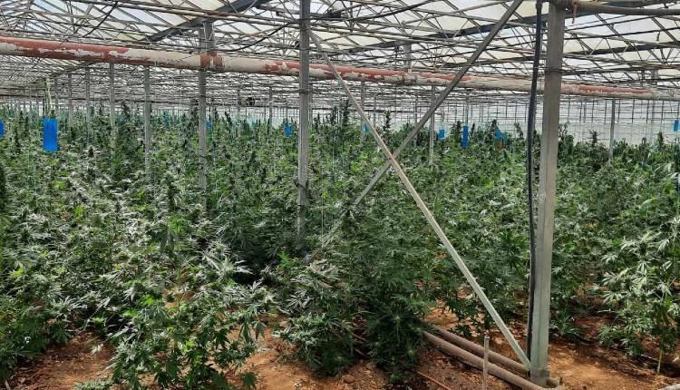 Προφυλακιστέος 41χρονος ενοικιαστής θερμοκηπίου για φυτεία με 1.100 δενδρύλλια κάνναβης