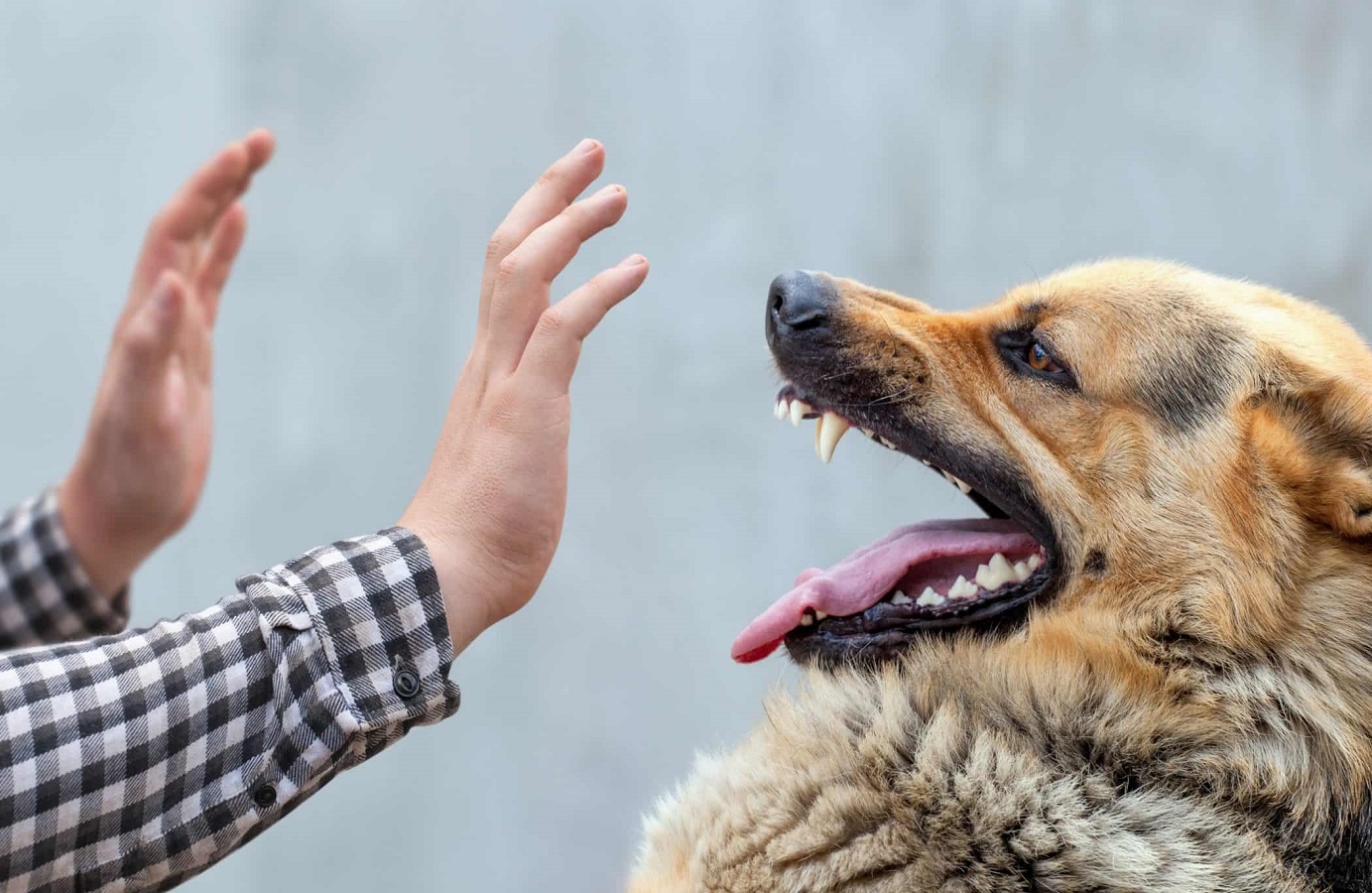 Τι να κάνετε για να γλιτώσετε από επίθεση σκύλου