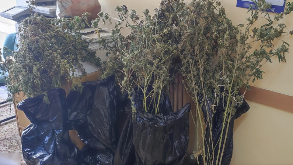 Εντοπίστηκε πλήρως εξοπλισμένο εργαστήριο κάνναβης στον Πειραιά – Δύο συλλήψεις