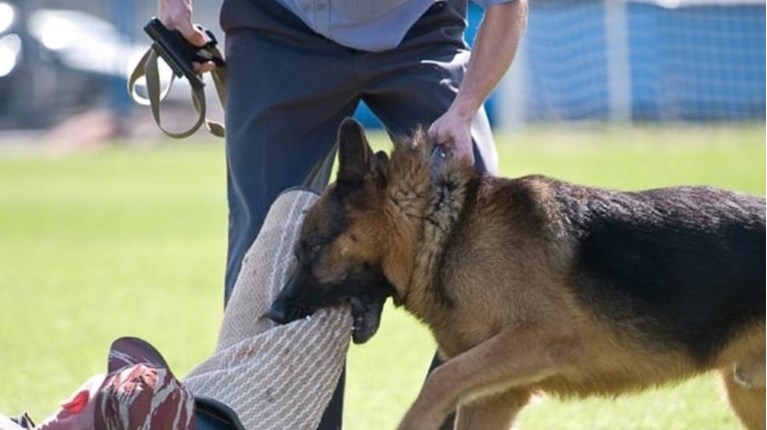 Η πρώτη συστηματική καταγραφή δαγκωμάτων από σκύλους στην Ελλάδα