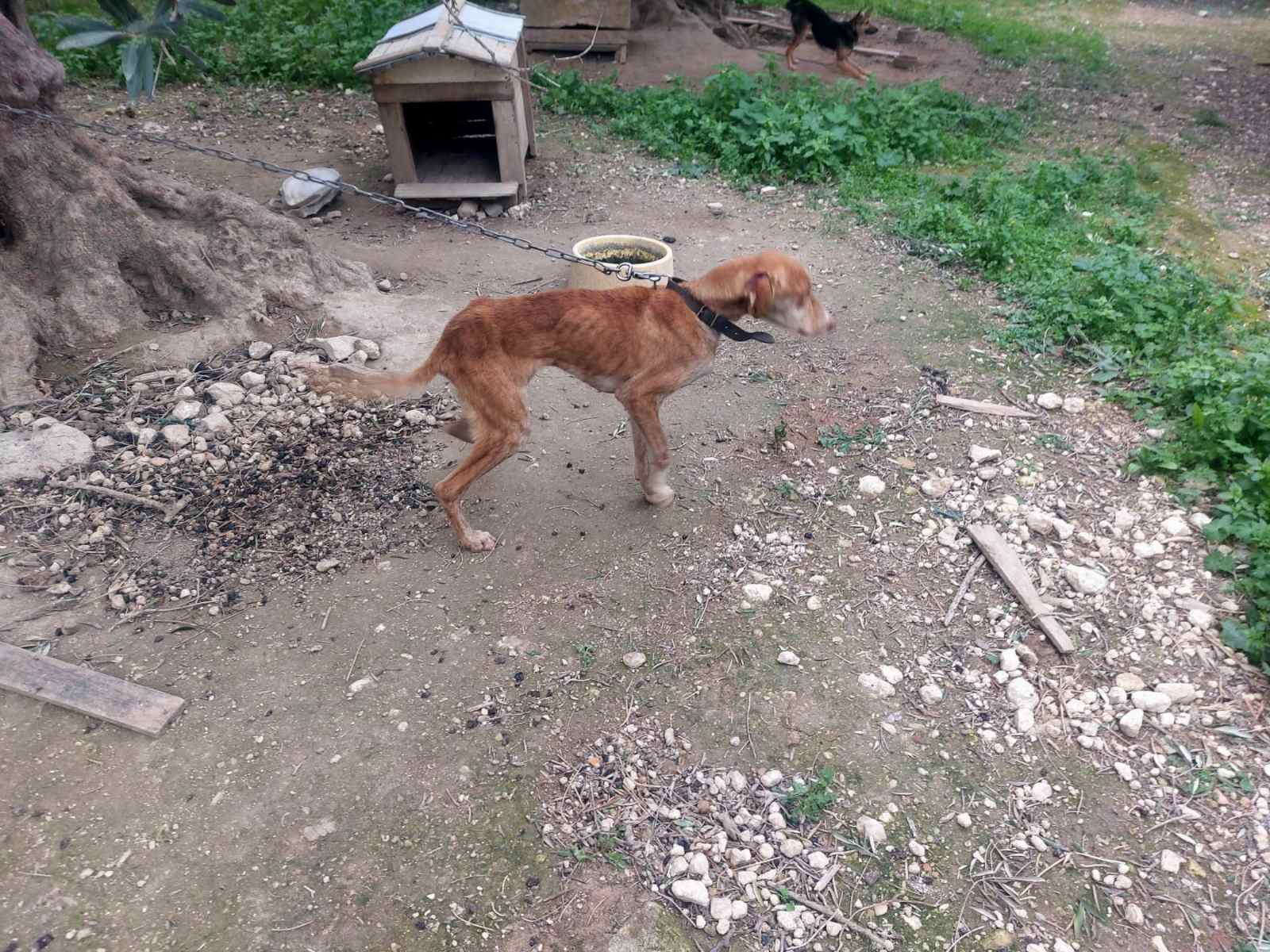 Σύλληψη 60χρονου στα Χανιά για παραβάσεις της Νομοθεσίας περί Ευζωίας ζώων συντροφιάς