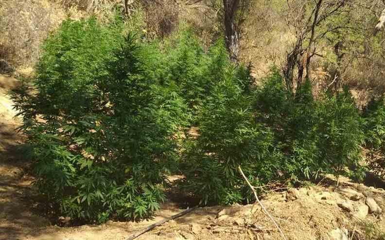 Εξιχνιάστηκε υπόθεση εντοπισμού φυτείας δενδρυλλίων κάνναβης στο Ρέθυμνο – Δικογραφία σε βάρος 4 ατόμων