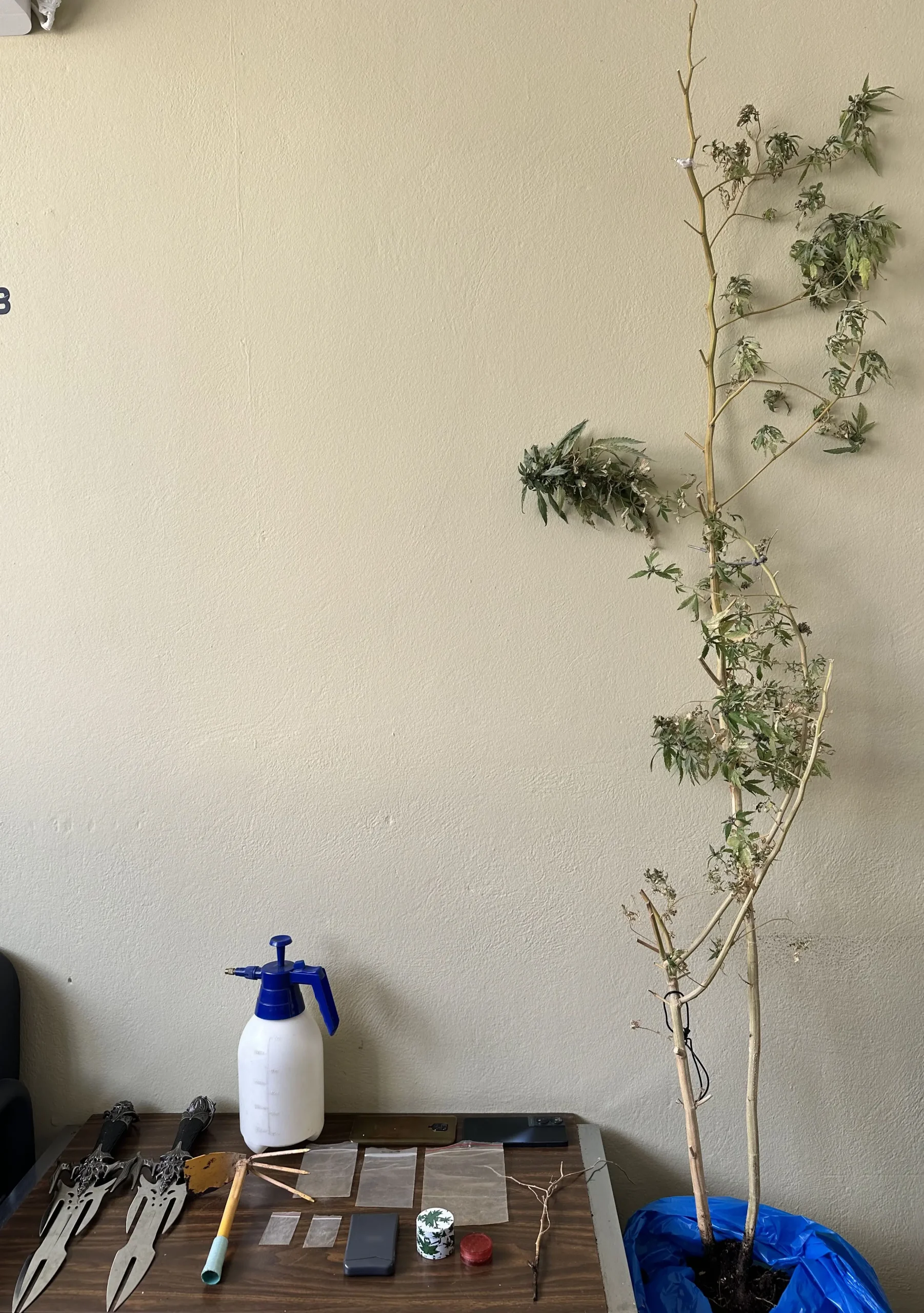 38χρονος στον Ίλιον, καλλιεργούσε δενδρύλλια κάνναβης στο σπίτι του