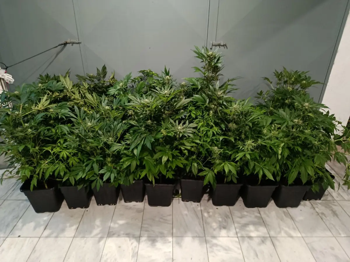 47χρονος είχε εργαστήριο καλλιέργειας υδροπονικής κάνναβης σε διαμέρισμα στην ανατολική Θεσσαλονίκη (video)